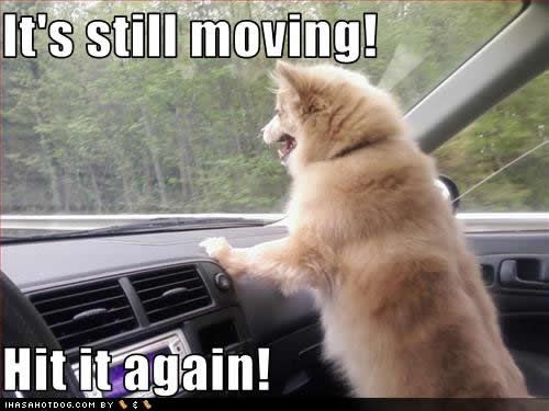 funny-dog-pictures-still-moving.jpg