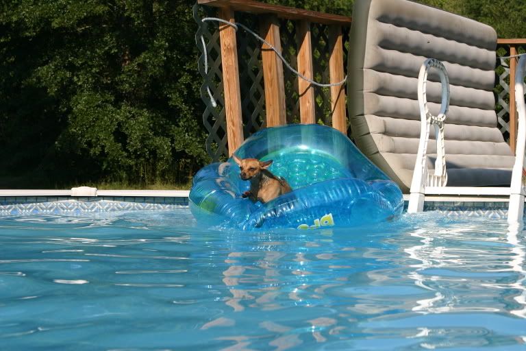 dog raft