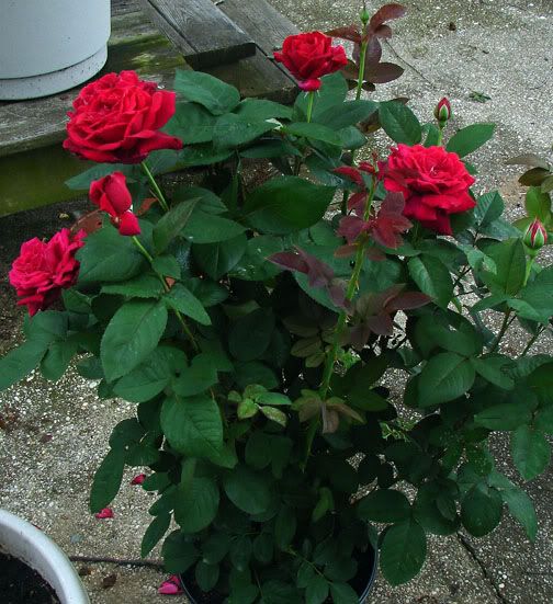 Rose chrysler imperial