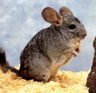 Chinchilla Pictures, Images and Photos