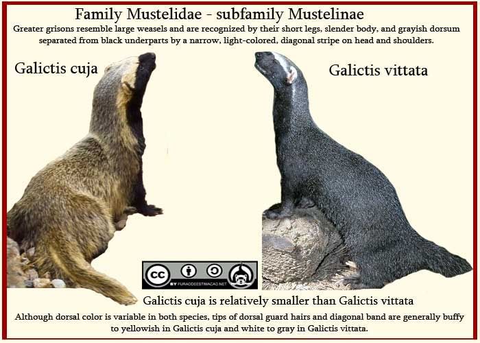 Galictis JungleKey.fr Image