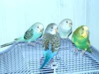 Parakeet Blog: My Parakeets