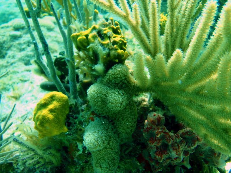 corals2.jpg