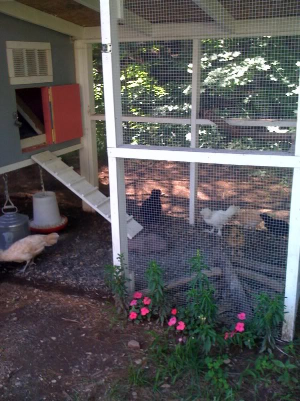 Some questions about keeping pigeons with chickens and more BackYard