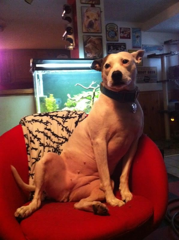 Collars for hairless dogs? Dog Food Chat