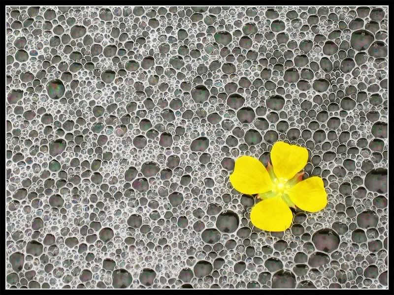 Flowerandbubbles800x600.jpg