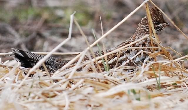 grassngrouse1.jpg
