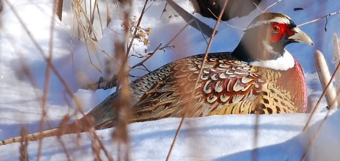 pheasant2-1.jpg