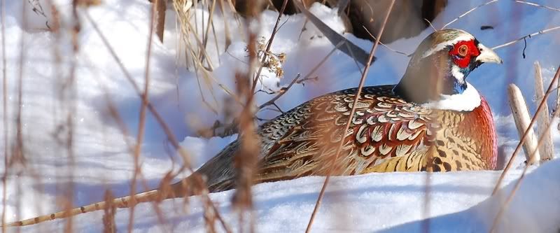 pheasant2.jpg