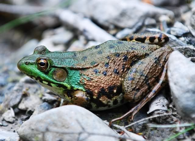 frog2.jpg