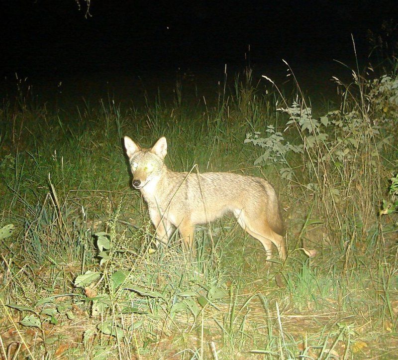 coyote-1.jpg