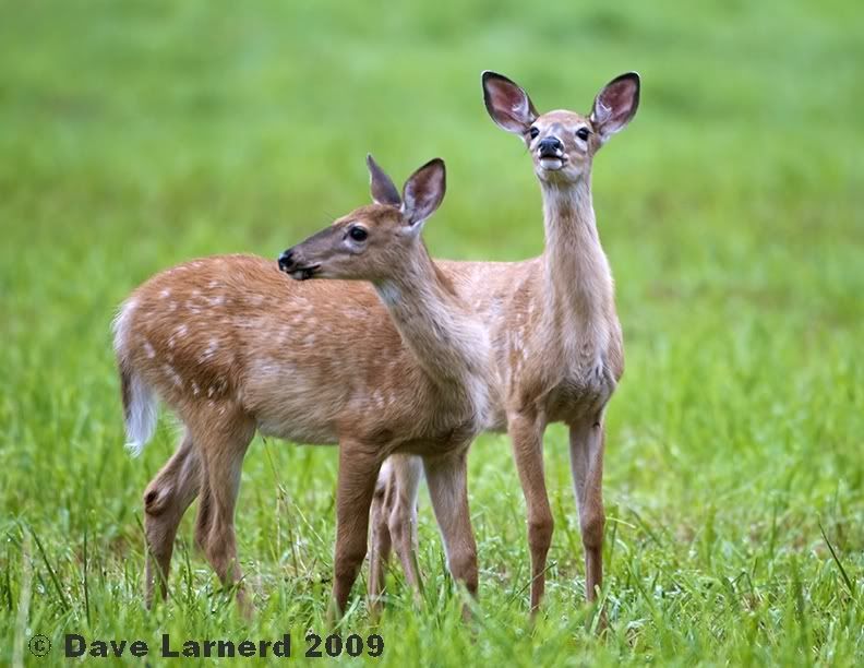 2fawns.jpg