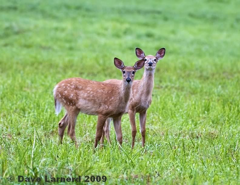 2fawns2.jpg