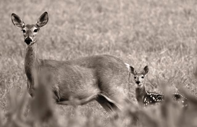 DSC_2345sepia.jpg