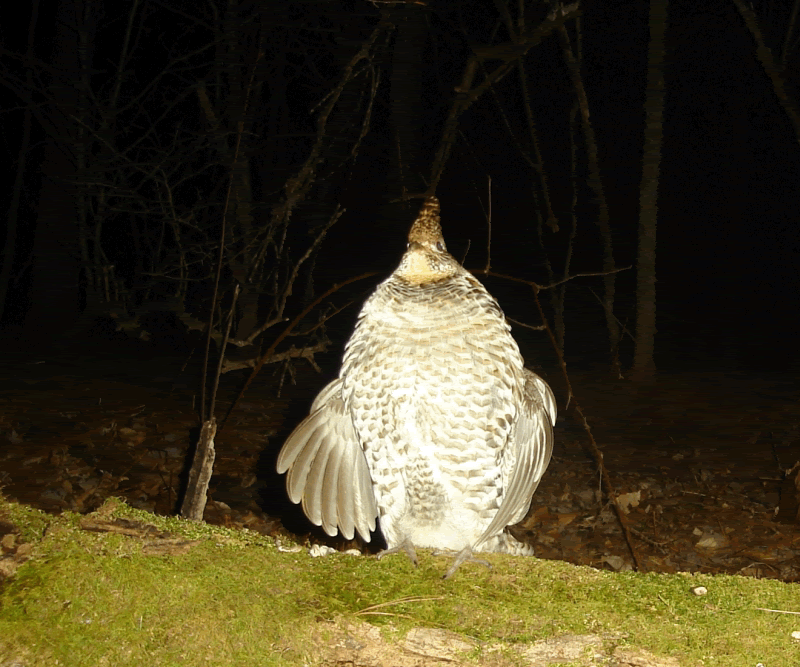 grouse3croped.gif