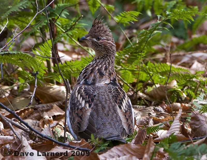 ferngrouse.jpg
