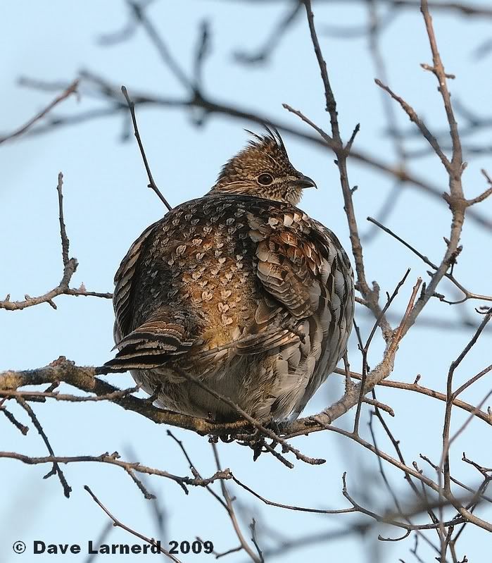 grouse225.jpg