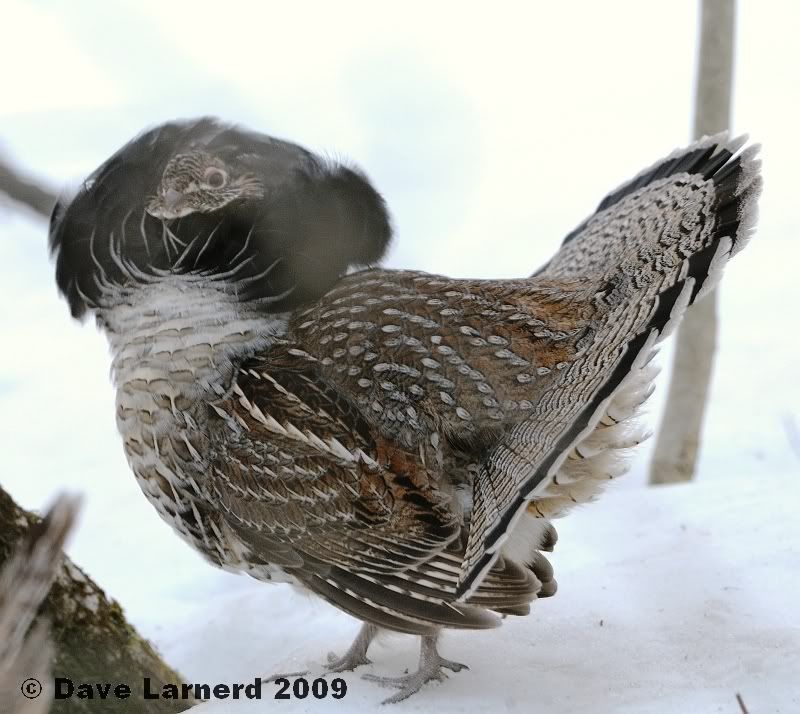 grouse341.jpg