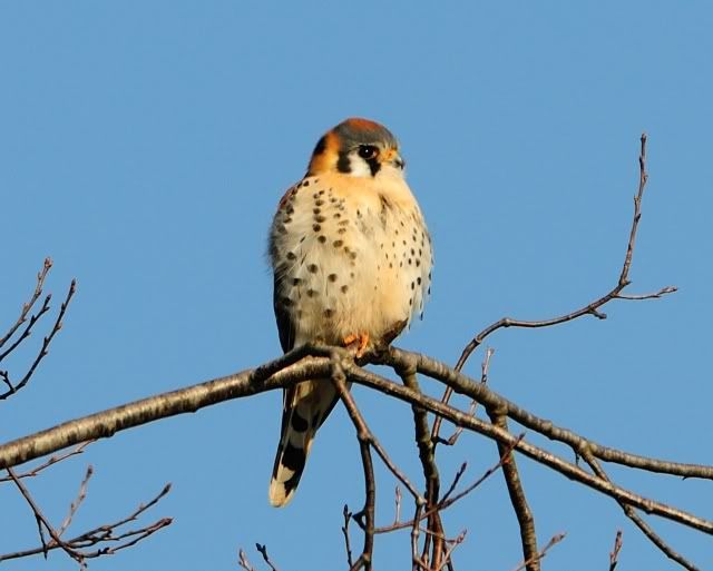 kestral2.jpg