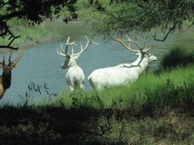 White_Elk1_640x480.jpg