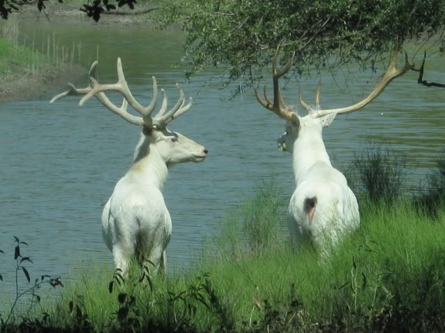 White_elk2_640x480.jpg