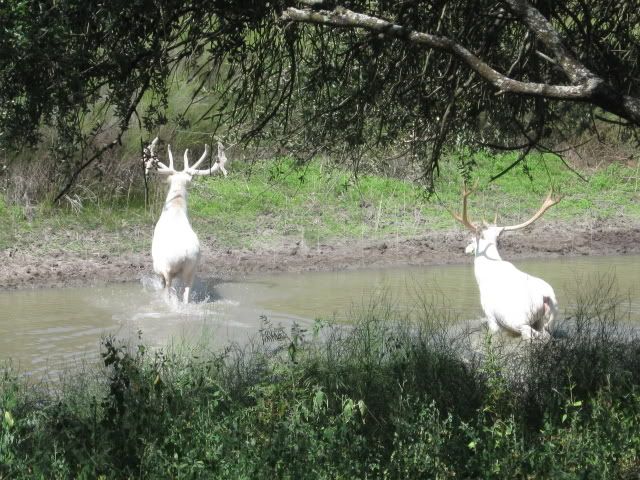 White_elk4_640x480.jpg