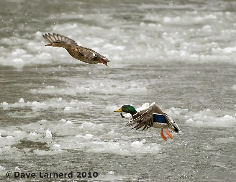 MALLARDS2.jpg