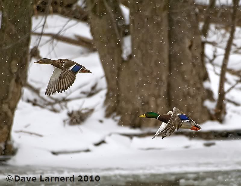 MALLARDS7.jpg