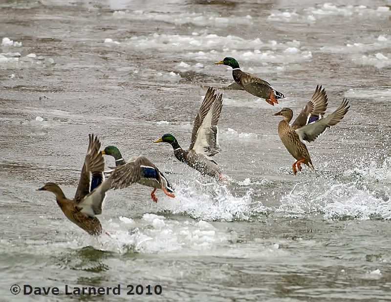 MALLARDS8.jpg