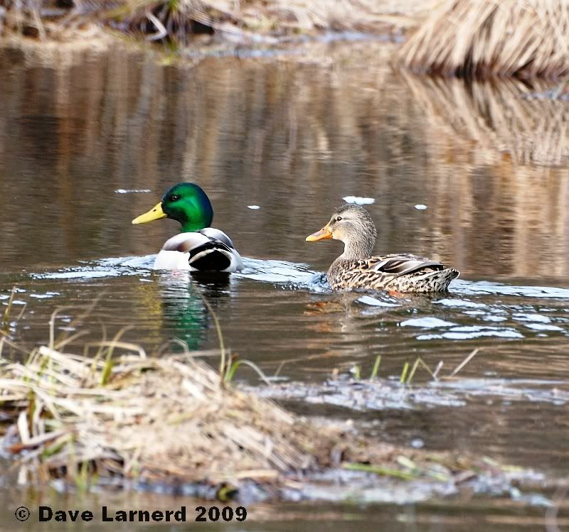 mallards3161.jpg