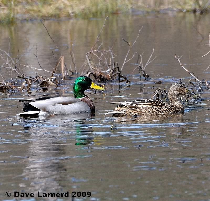 mallards49.jpg