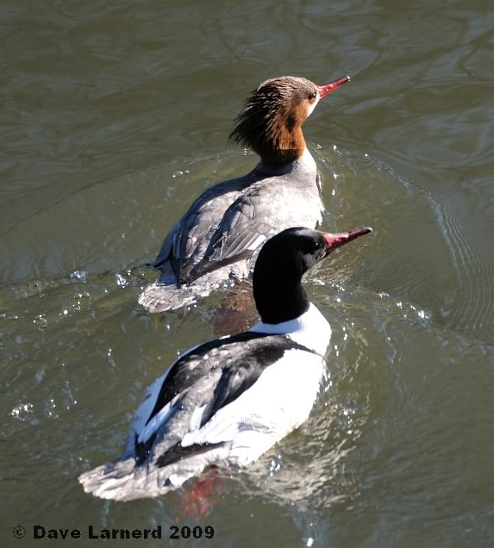 mergansers.jpg