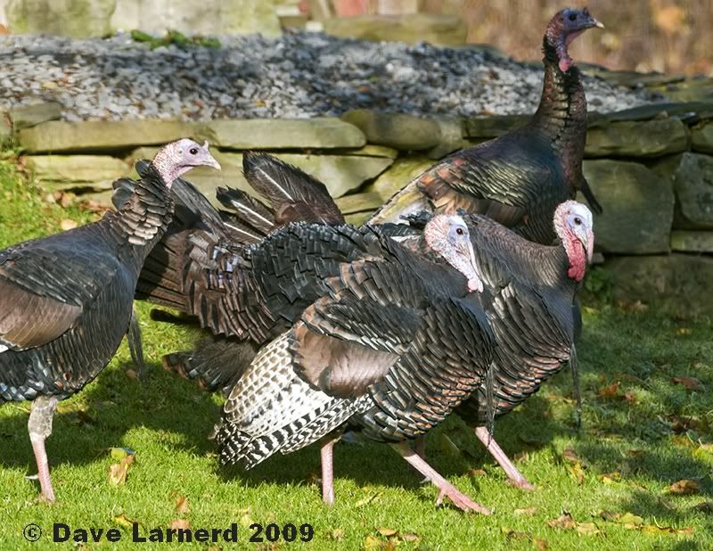 fallturkeys.jpg