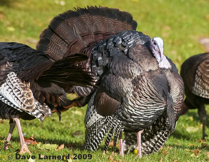fallturkeys2.jpg