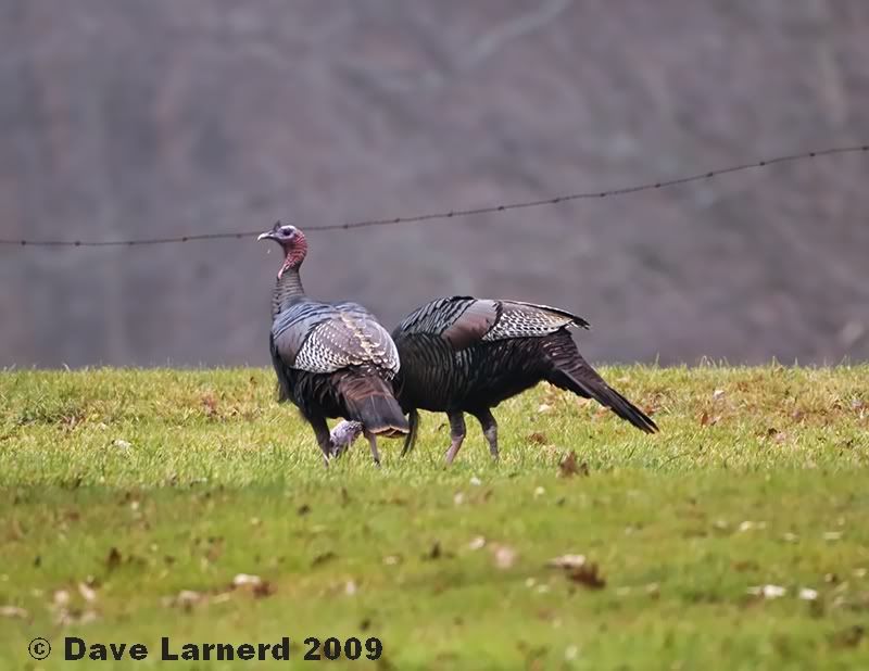 foggyturkeys.jpg