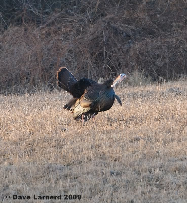 gobblers3283.jpg