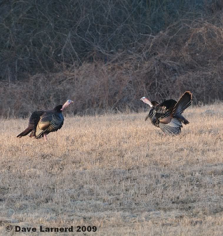 gobblers3284.jpg