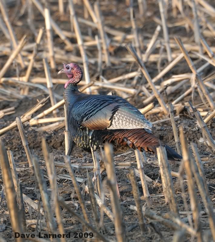 gobblers3285.jpg