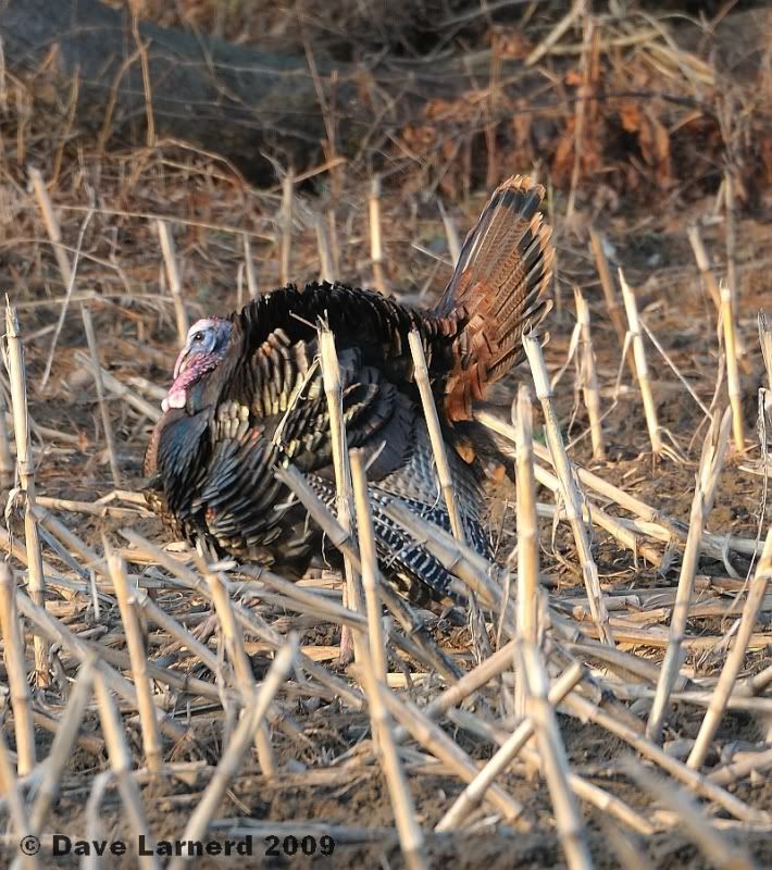 gobblers3286.jpg