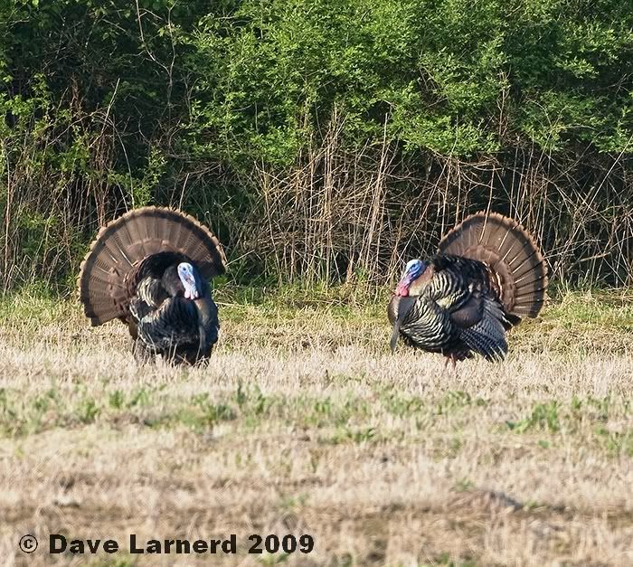 gobblers5113.jpg