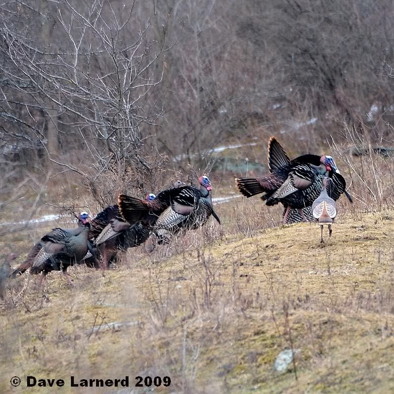 turkeys310.jpg