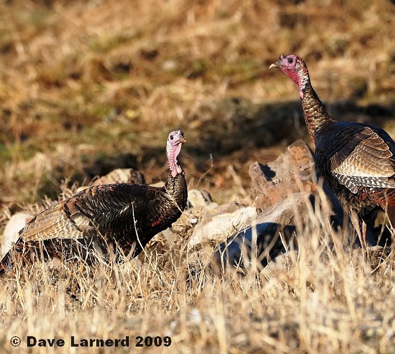 turkeys3191.jpg