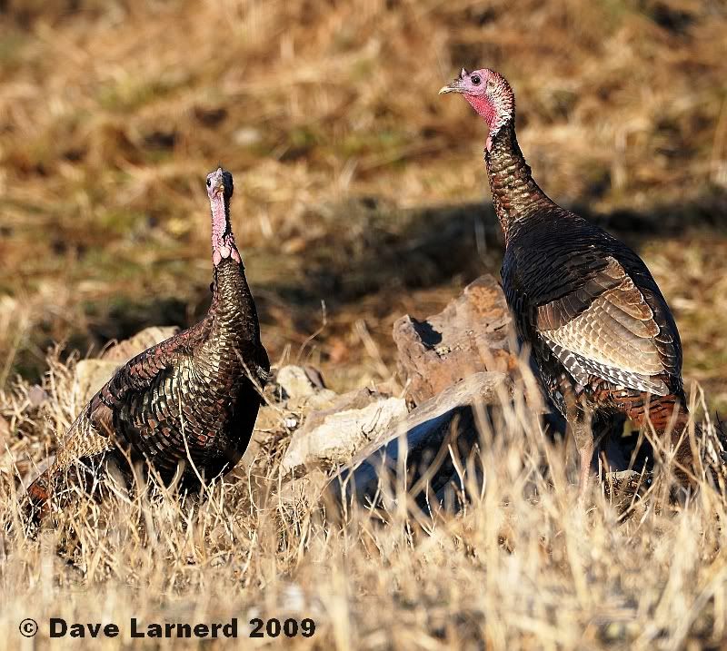 turkeys3192.jpg