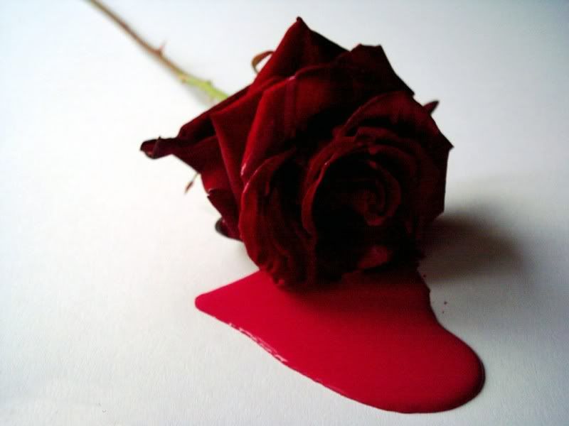 bleeding black rose