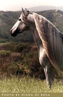 Andalusian Pictures, Images and Photos