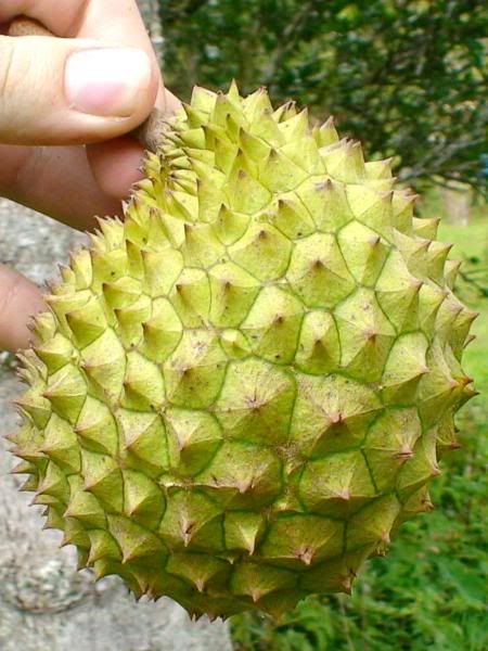 [Image: Richard_Howard_DSC00553-2007-durian.jpg]