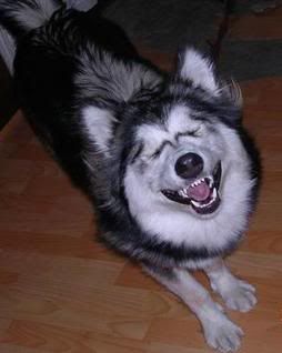 smiledog2.jpg