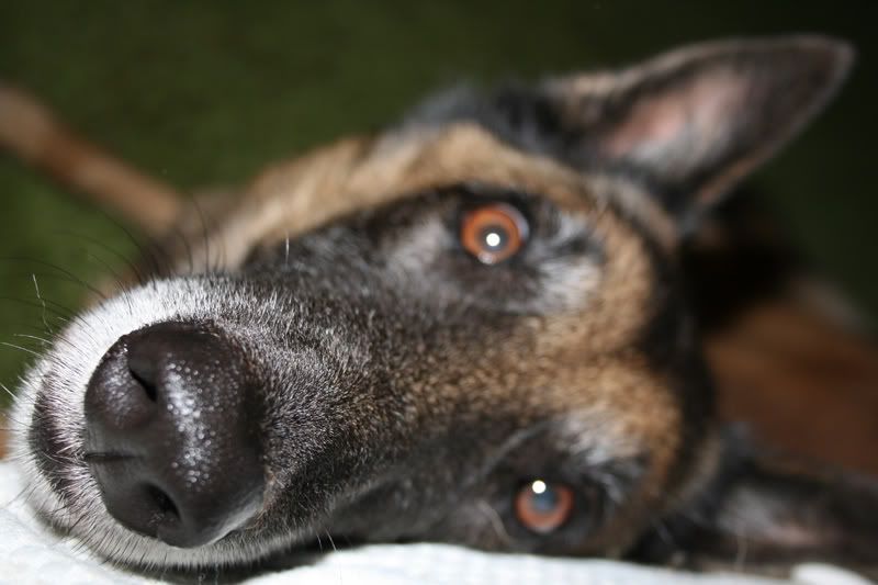 IMAGE: http://i70.photobucket.com/albums/i113/lazergunpewpew/mishka2.jpg