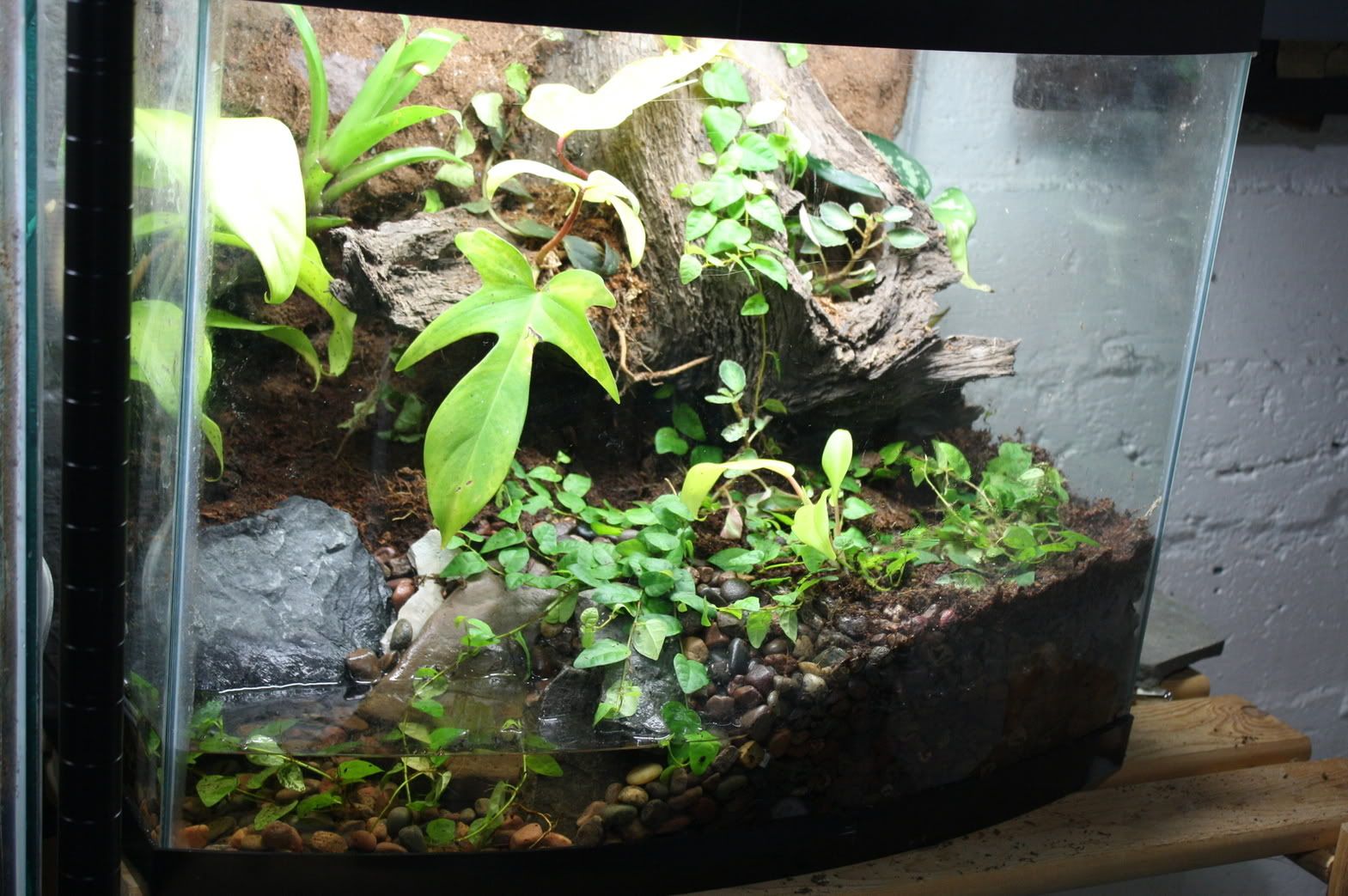 new vivariums | Dendroboard