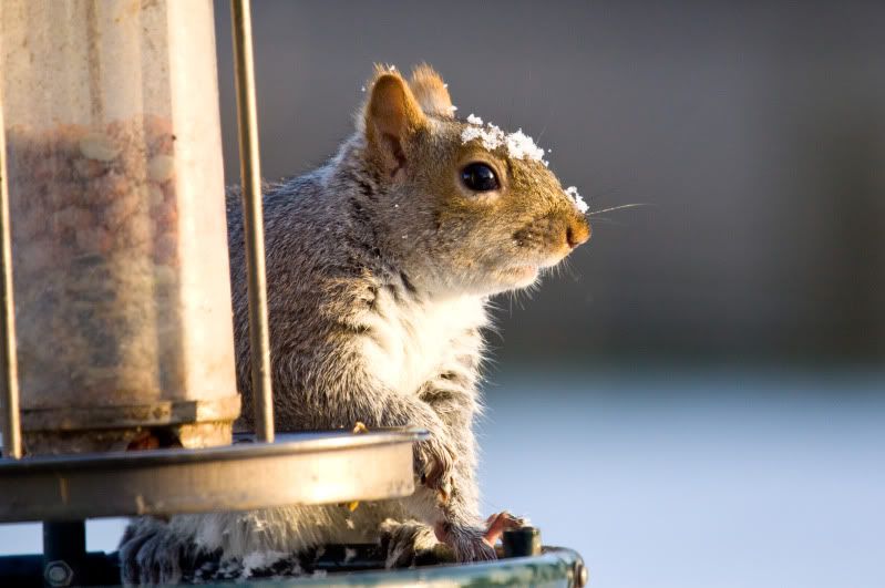 IMAGE: http://i70.photobucket.com/albums/i114/alan20d/_MG_6562_edited-1.jpg